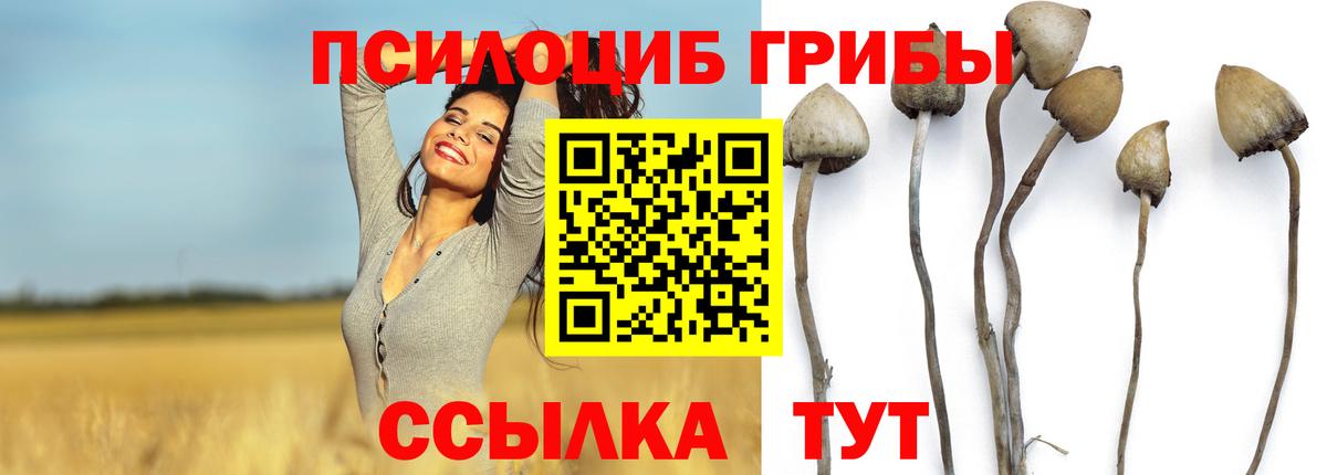 Псилоцибиновые грибы Psilocybine cubensis Баксан